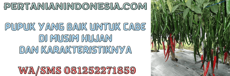 pupuk,cabe,musim,hujan,pertanian indonesia